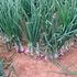 Onions on a farm. 