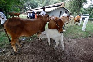 Beef cattle of the Boran breed from ADC Mutara in Laikipia