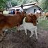 Beef cattle of the Boran breed from ADC Mutara in Laikipia
