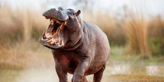 Hippo attack