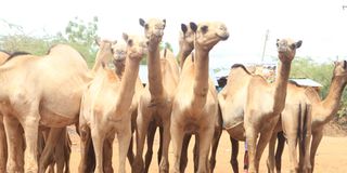 Camels mandera