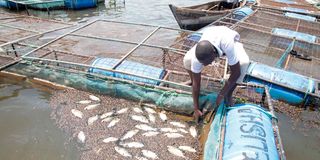 fish cages 