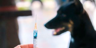 Rabies vaccination