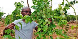 Dennis Nguma with a passion fruit seedling at his farm in Mavindini, Makueni County. 