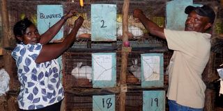 David Muhia Kinyanjui and his wife, Rose, with some of the rabbits they keep at their Daroclael Farm
