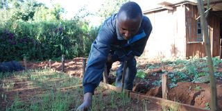 onion seedlings 