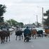 Nairobi Cows 