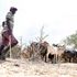 A herdsman looks after his cattle amid a searing drought in Kaloleni, Kilifi County