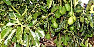 Avocados in a farm