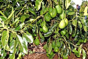 Avocados in a farm