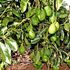Avocados in a farm
