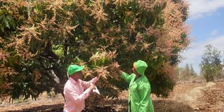 Ms Agnes Kariuki inspecting her flowered mango crop.