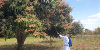 Job Njiru sprays his flowering mango crop