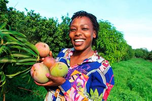 Petronilla Muthama, fruit farming, mango season, 