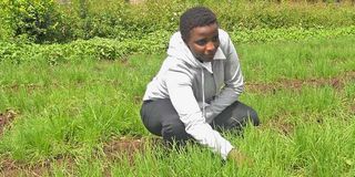 A farmer inspects her onion crop