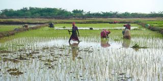 food securityirrigation schemes, food crisis