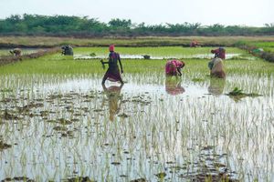 food securityirrigation schemes, food crisis