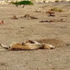 animals carcasses kiled drought kajiado kenya