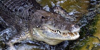 Crocodile