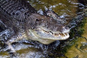 Crocodile