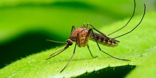 Mosquito malaria