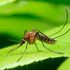 Mosquito malaria