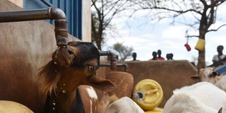 Goats belonging to internally displaced people who fled Arabal in Baringo County