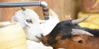 Goats belonging to internally displaced people who fled Arabal in Baringo County