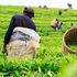 Workers pick tea leaves
