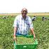 Workers harvest French beans at a farm in Naivasha, Nakuru County.