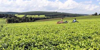 Workers pick tea at Unilever tea estate in Kericho