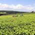 Workers pick tea at Unilever tea estate in Kericho