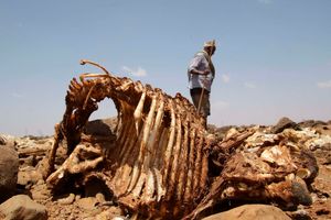 Guyo Ibrae, drought 
