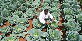 Robert Toroitich, a worker at Uasin Gishu County Government’s Agriculture and Agribusiness department tends to cabbages