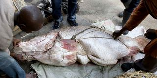 Nile Perch