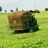 A tea plucking machine in operation at a tea estate in Kericho county.