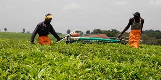 Workers with a mechanised tea-plucking machine