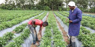 Samuel Gachoka Mwaniki (right) and one of his workers harvest capsicum.