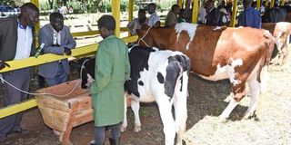 Cows at Eldoret University stand during the University of Eldoret Agribusiness Trade Fair