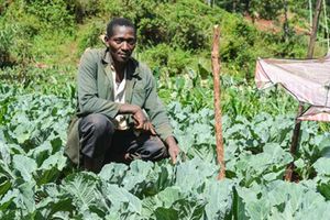 David Maina Kamau works on his collar greens