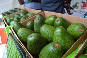 avocados