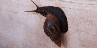 snail