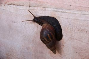 snail