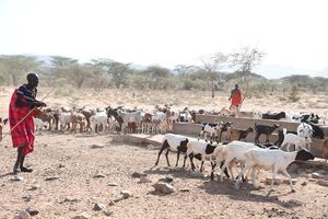 A herder from Kakon’gu in Turkana South