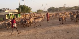 Donkey owners driving their livestock to a grazing field at Kalemngorok Centre in Turkana South Sub County