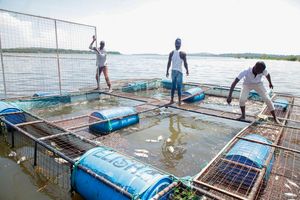 Fishermen collect dead fish from fish cages in Lake Victoria 