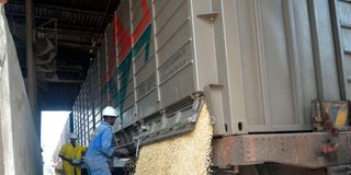 White Maize being offloaded from a wagon