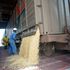 White Maize being offloaded from a wagon