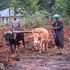 Msalaba village farmers 