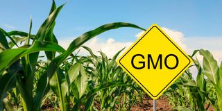 GMO maize 